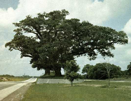 Urrea Oaks-1969